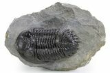 Detailed Hollardops Trilobite Fossil - Ofaten, Morocco #359498-1
